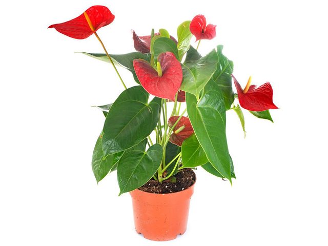 Parmi les plantes colores  mettre dans votre bureau, voici l'anthurium