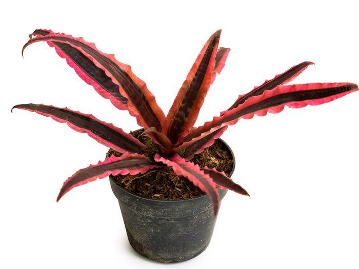 Parmi les plantes colorées à mettre dans votre bureau, voici la crupthanthus