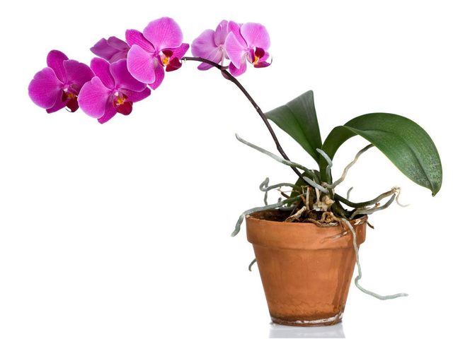 Parmi les plantes colores  mettre dans votre bureau, voici l'orchide