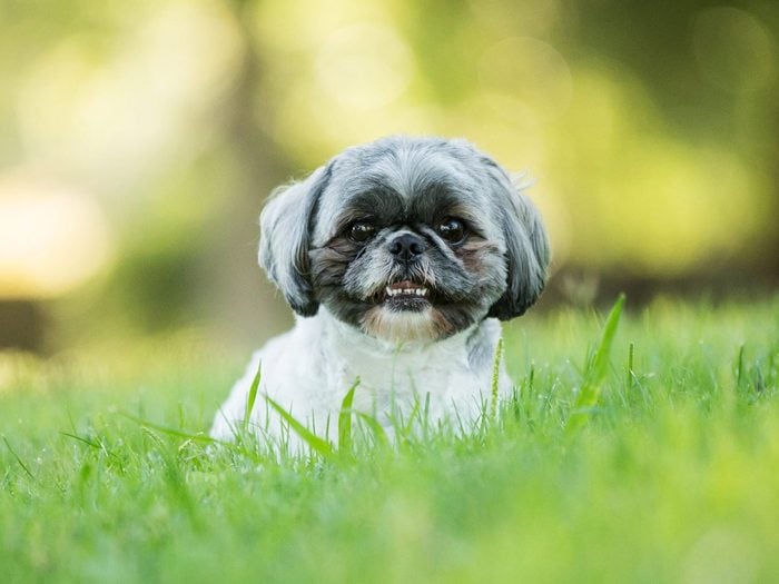 Parmi les races de chiens qui vivent le plus longtemps, voici le shih tzu