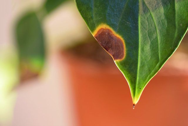 Taches brunes sur feuilles plantes dintrieur: voici comment les traiter