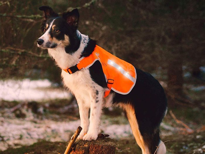 Les vestes de sécurité sont une bonne idée de cadeau pour un chien