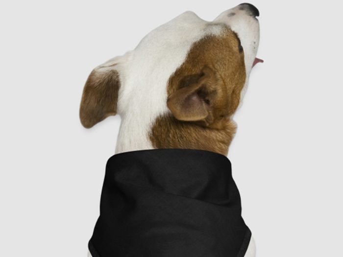 Parmi nos idées cadeaux pour un ami qui aime les chiens, voici le bandana personnalisé