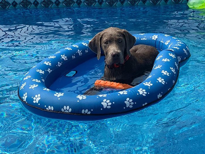 Parmi nos idées cadeaux pour un ami qui aime les chiens, voici la piscine gonflable