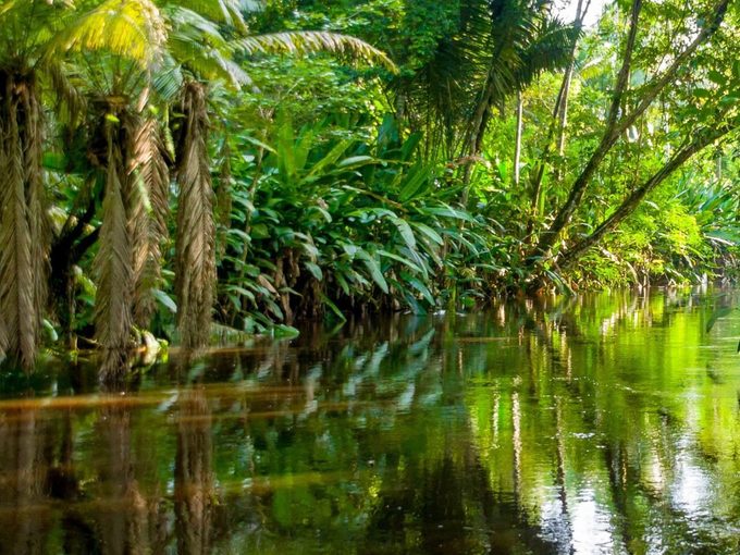 Rivière dans la forêt amazonienne