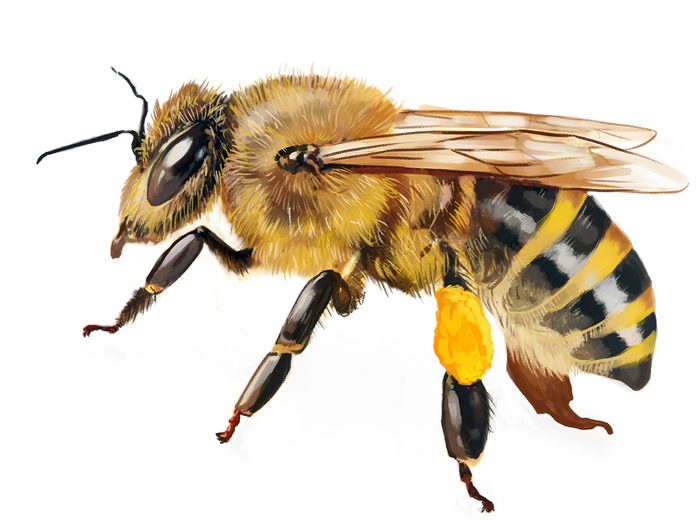 Illustration d'abeille 