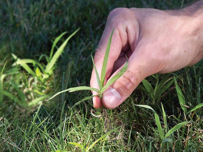 Vous pouvez enlever la jeune pousse pour traiter l'herbe à poux