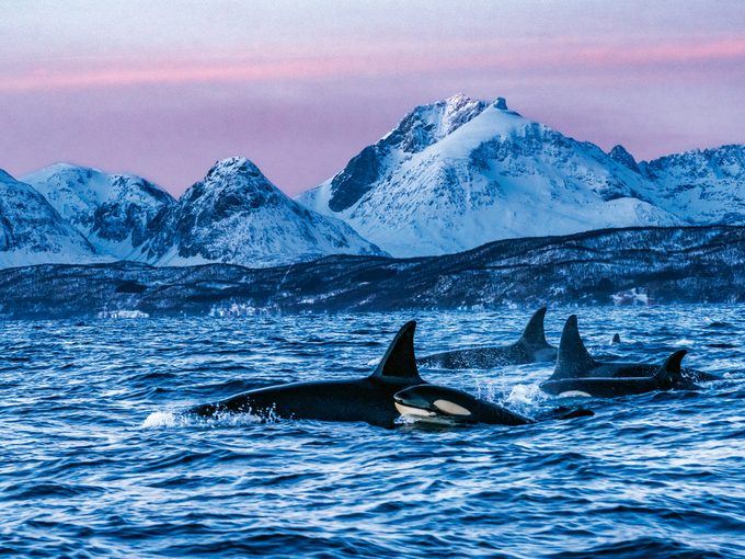 Des orques nagent dans l'Arctique norvégien