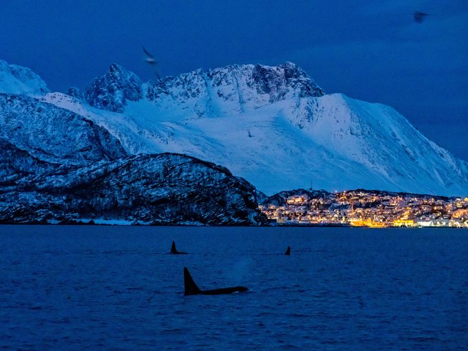 Des orques nagent dans l'Arctique norvégien à Skjervoy