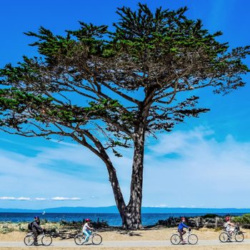 Arbres et vélos à Monterey Bay