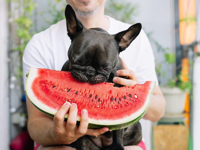 Un chien mange un melon d'eau