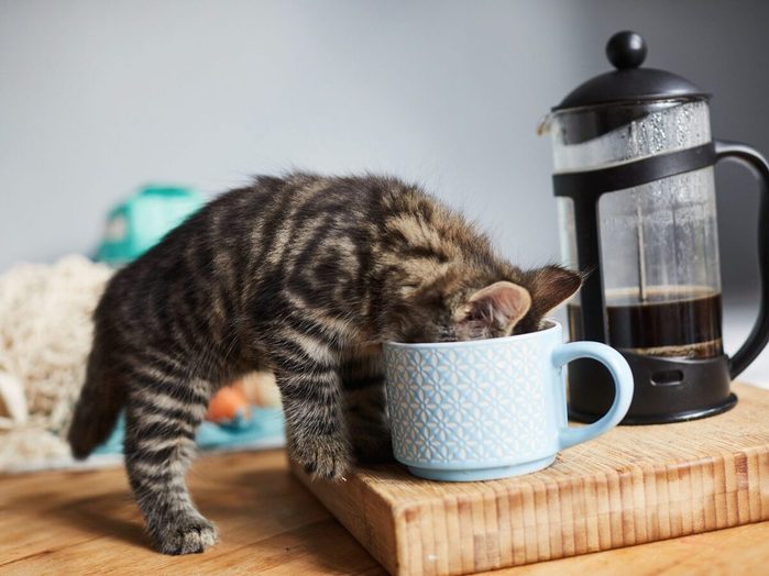 Le café est un aliment toxique pour les chats