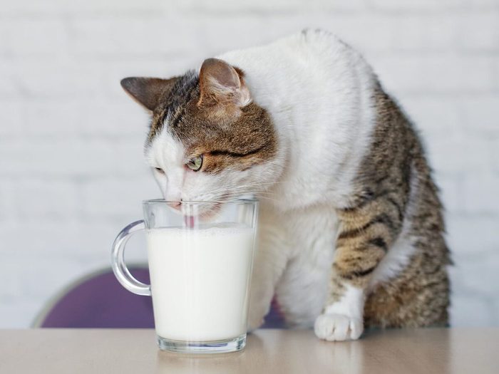 Le lait est un aliment toxique pour les chats