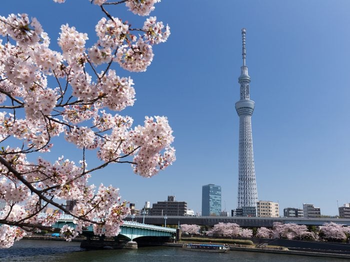 Cherry,tree,in,full,bloom,along,the,sumida,river,,tokyo