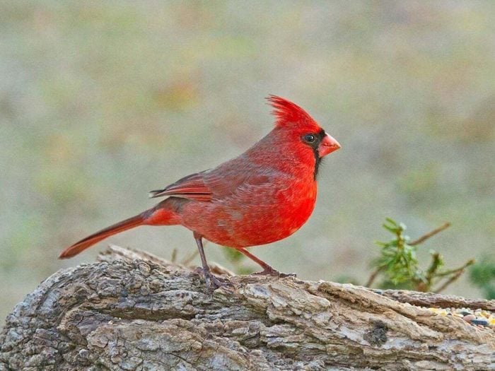 Cardinal Rouge Du Nord