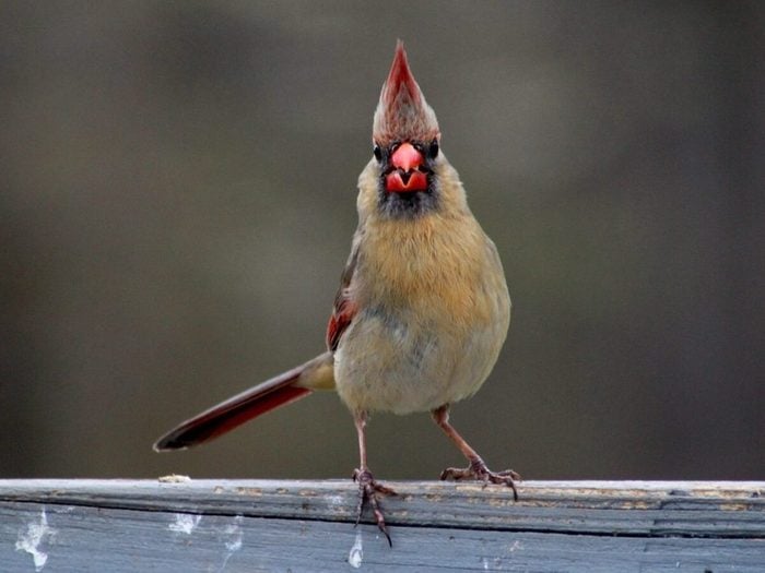 Cardinal Rouge Femelle