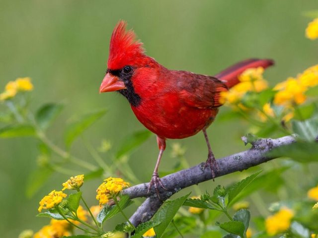 Cardinal Rouge Male