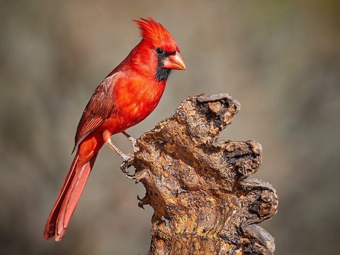 Cardinal Rouge Sur Une Branche
