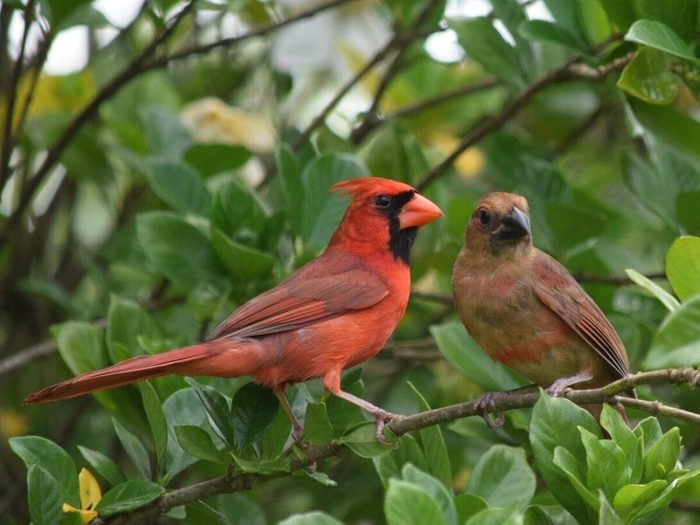 Duo Oiseau Cardinal Rouge