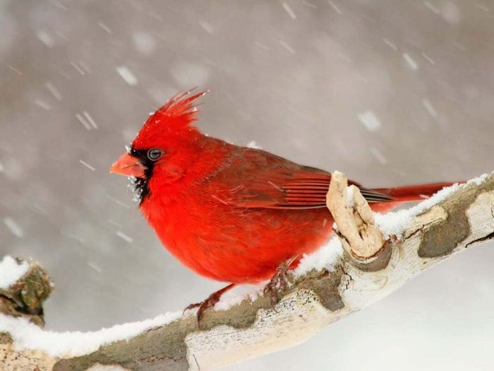 Le Cardinal Male Est Rouge Ecarlate