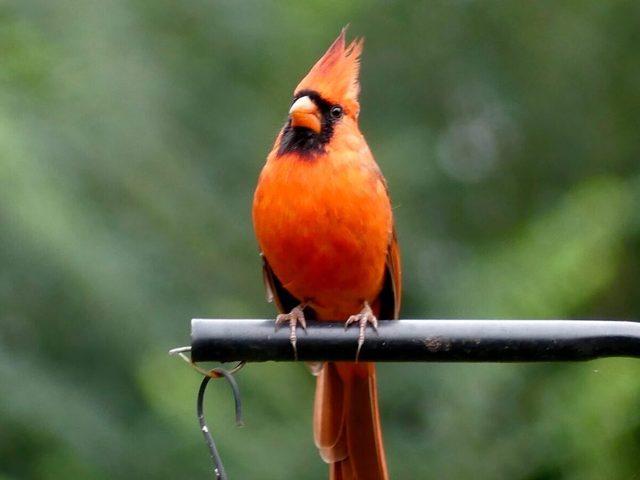 Oiseau Cardinal Animal De Compagnie