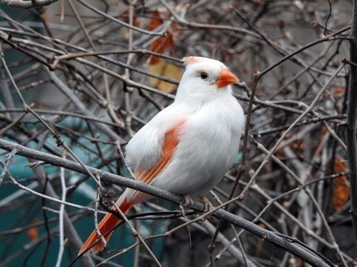 Oiseau Cardinal Rare Blanc