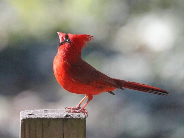 Oiseau Cardinal Rouge
