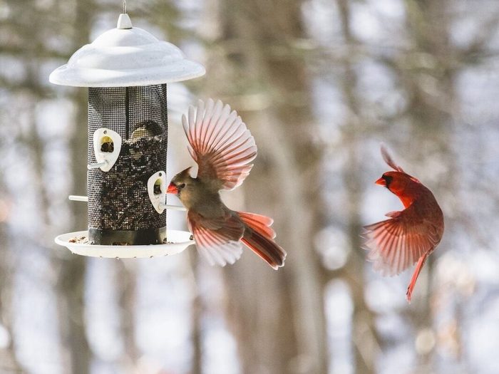 Un Festin Dans Les Mangeoires Cardinal Oiseau