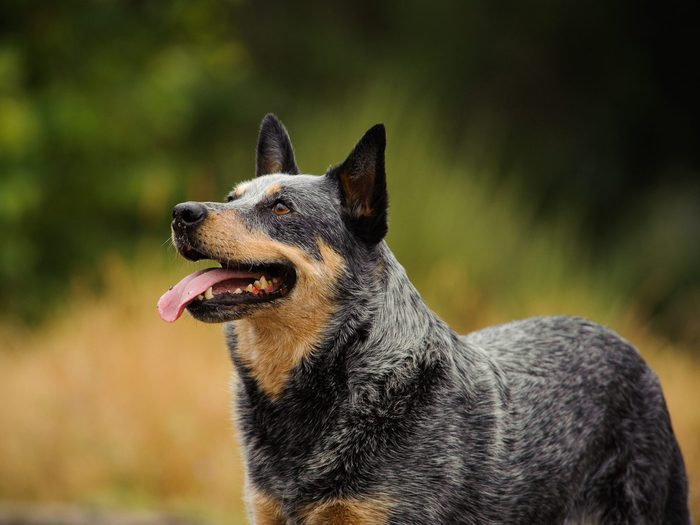 Close Up Of Australian Cattle Dog Panting While Standing On Field