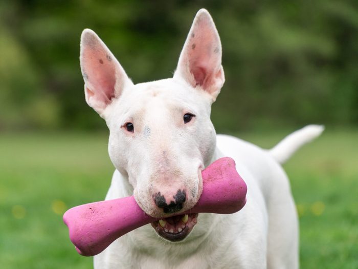 White Bull Terrier Dog Portrait