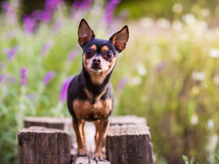 Small Dog Standing Atop Wooden Fence