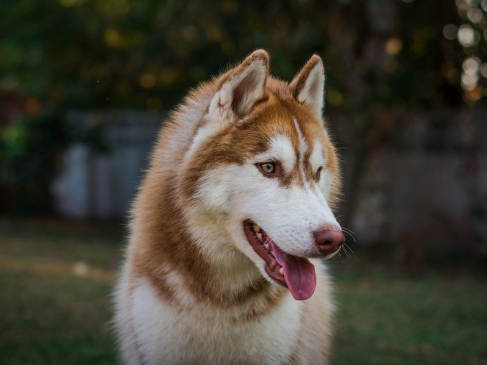 Portrait Of Siberian Husky.brown Siberian Husky On Nature In The Autumn Park On A Background.