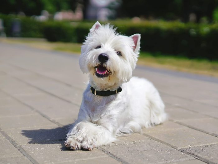 Happy West Highland White Terrier Dog Lying Outdoors On Tiles With Its Paws Crossed In A City Park In Summer