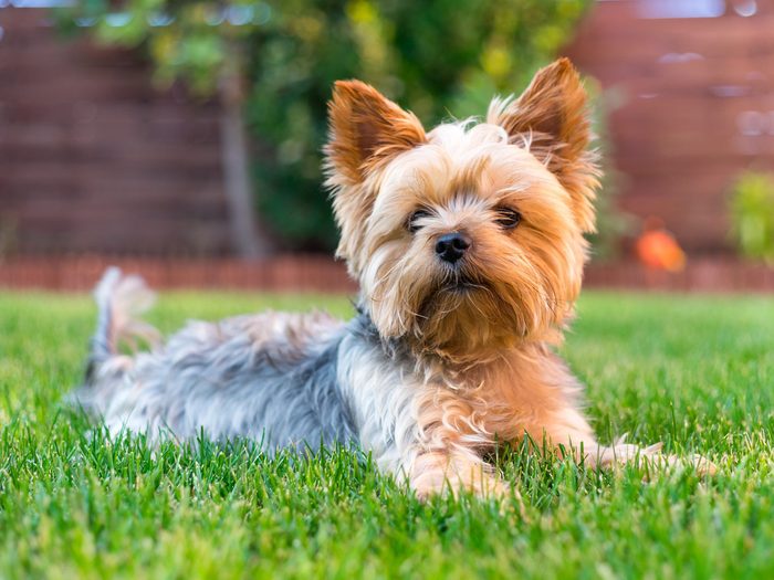 Yorkshire Terrier Dog On The Green Grass