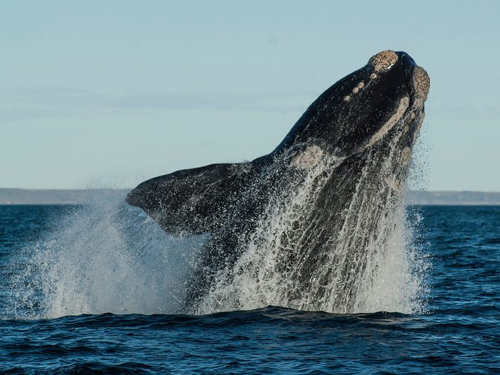 Sohutern,right,whale,jumping,,endangered,species,,patagonia,argentina.