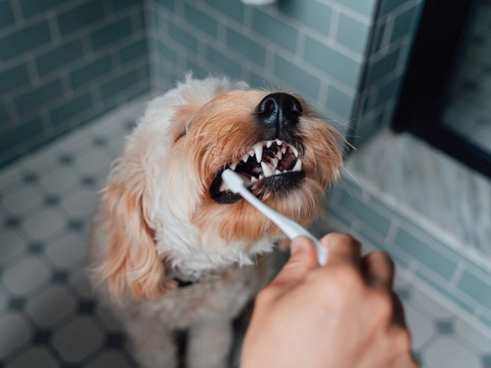 Close Up Shot Of Male Hand Brushing Teeth Of His Dog In The Bathroom