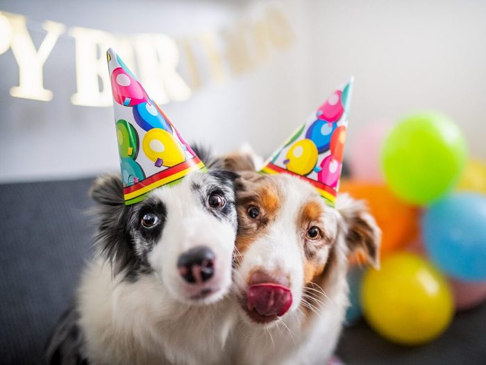 Dogs Birthday Party,two Dogs With Party Hats,poland