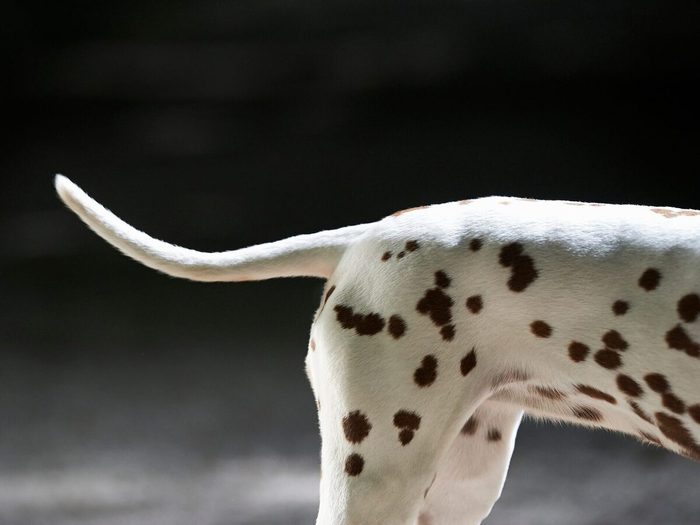 Dalmatian Dog Body And Tail.