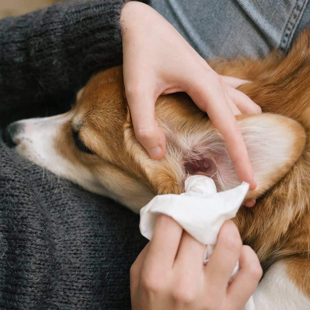 Comment nettoyer les oreilles d'un chien à la maison