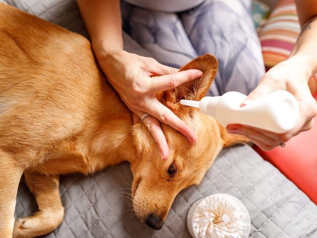 Woman Cleaning Ear Of The Dog