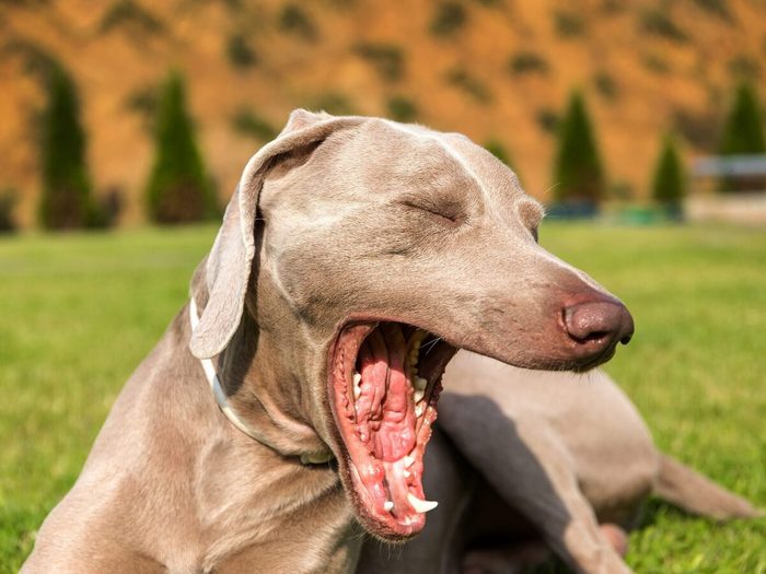 Yawning Dog Weimaraner. Close Up View Of A Tired Dog. The Dog Wants To Sleep. Yawning Young Dog.