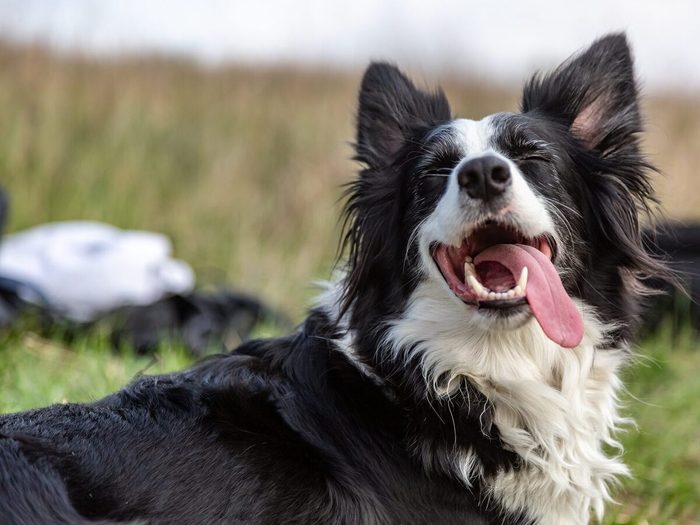 A Black And White Border Collie Dog Lies In A Green Field In The Heat, Sticking Out His Tongue And Squinting His Eyes. Horizontal Orientation