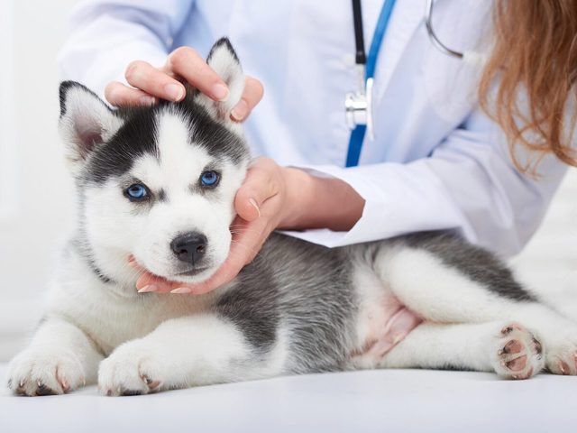Veterinarian Examining Little Husky Puppy