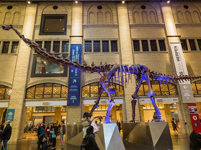 Dinosaures Royal Ontario Museum