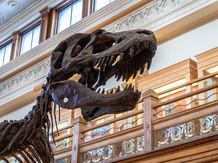 Vous pouvez voir des dinosaures au Musée Redpath, à Montréal