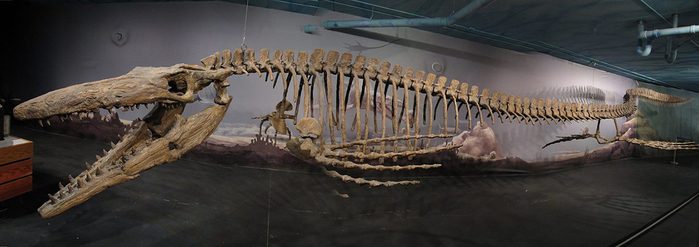Vous pouvez voir des dinosaures au Canadian Fossil Discovery Centre, au Manitoba