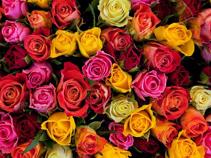 Roses multicolores.