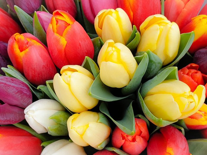 Tulipes pour la Fête des Mères