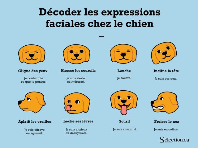 Illustration pour savoir comment dcoder les expressions faciales chez le chien