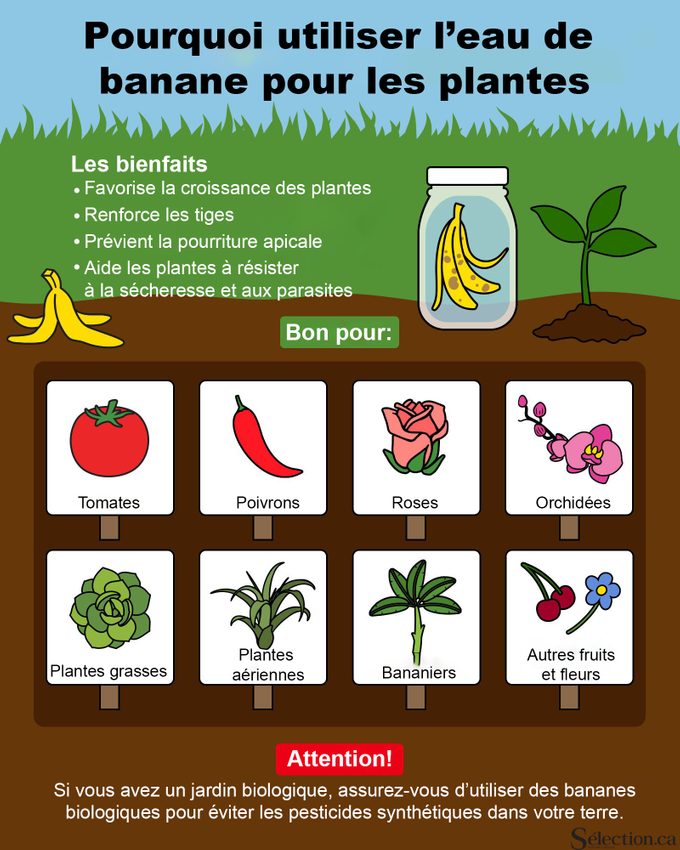 Les bienfaits de l'eau de banane pour vos plantes